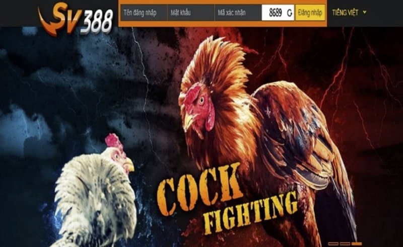Đá gà SV388 là một sân chơi trực tuyến nổi tiếng nhất hiện nay